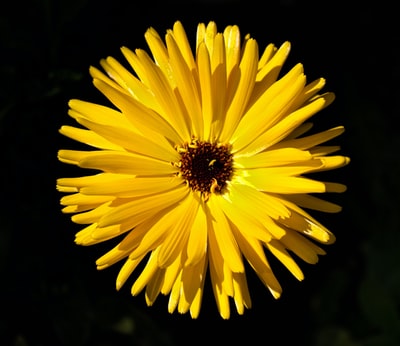 浅焦点摄影黄色的花
